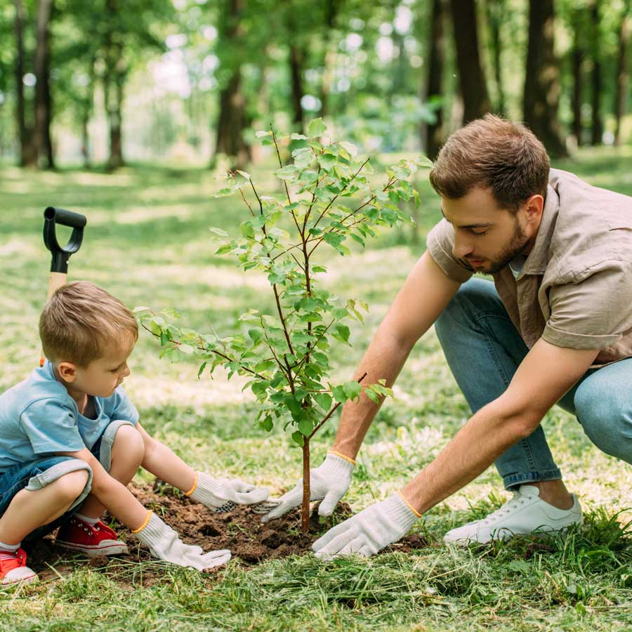 tree planting and beautification projects